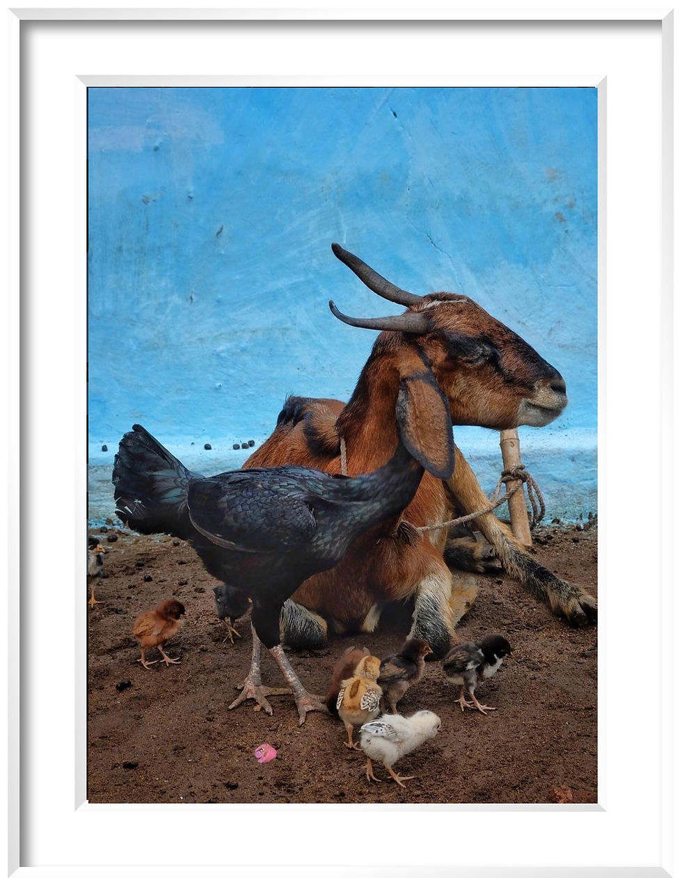 Thumbnail: The Goat with the hen, Hampi