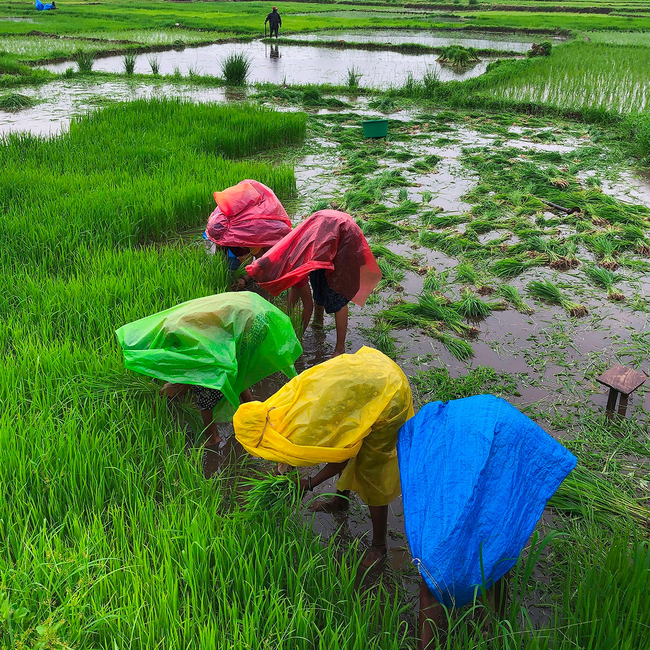 Monsoon Farming in Sindhudurg (3)