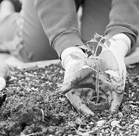 Gardener _edited.jpg