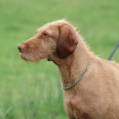 Wire Haired Vizla (HPR) called Minnie