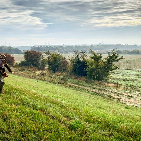 Walked-up Day for the dogs in beautiful East Suffolk