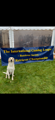 Trevear Constantine of Mearecastle at the International Gundog League