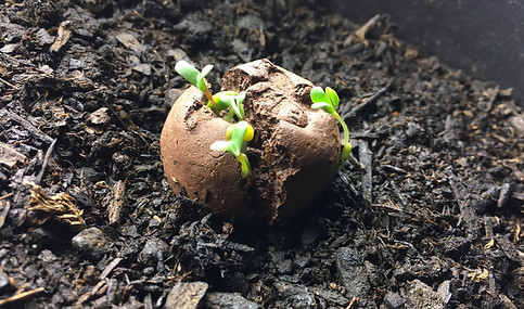 sprouting bee bomb.jpeg