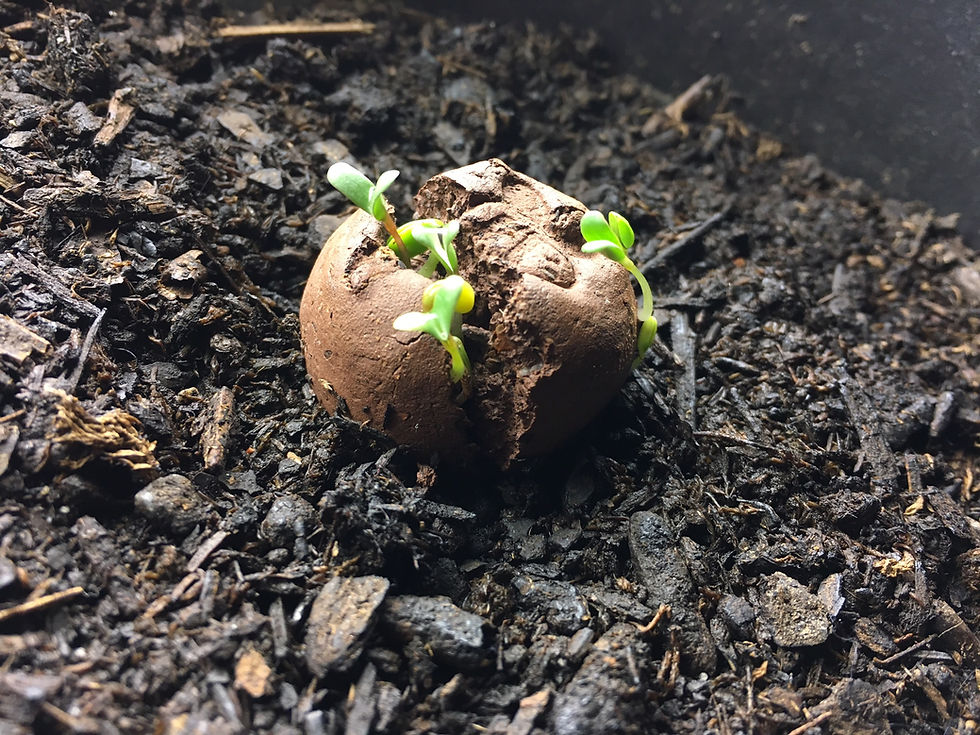 Thumbnail: Single Bee Bomb