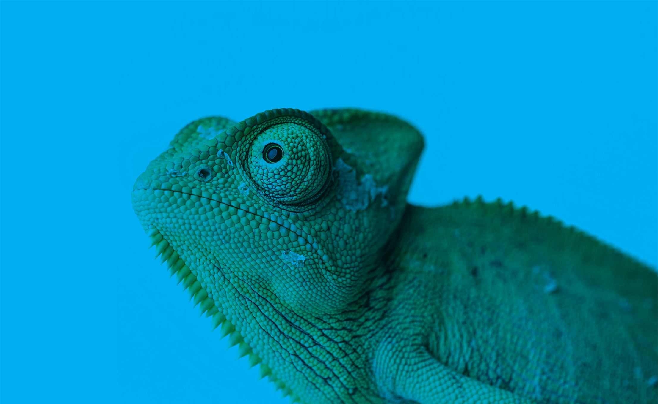 kameleon_blauw.gif