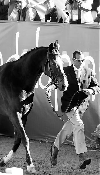 Omar Zayrik, FEI *** Judge