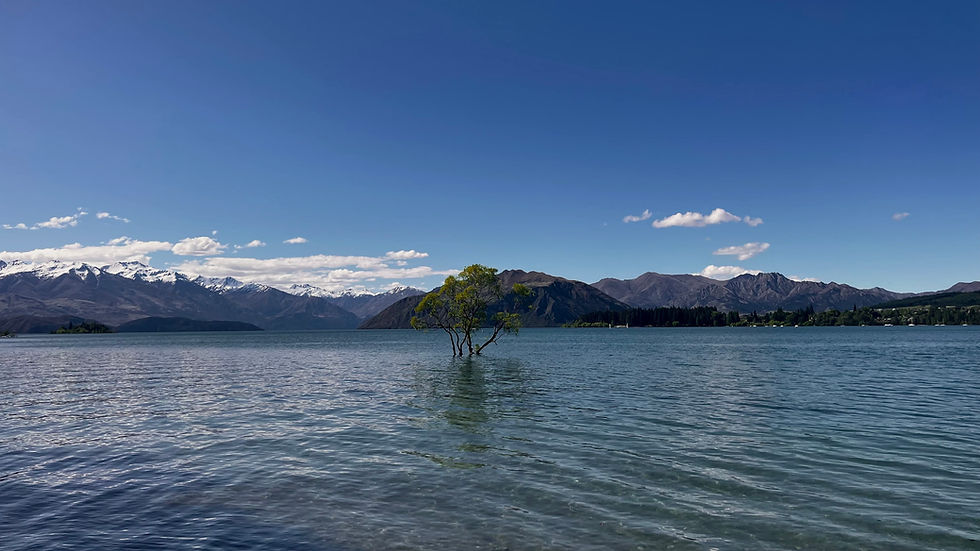 The Wanaka tree has drowned!