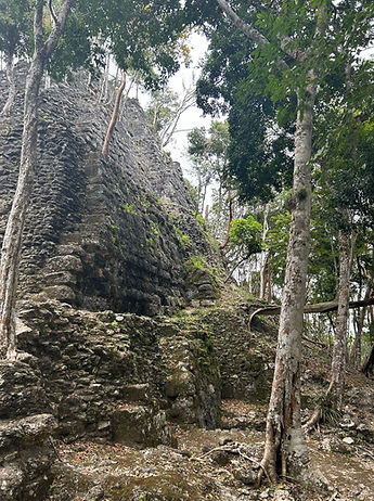 tree growing out of the side of a mayan temple