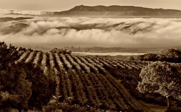 VineyardOld.gif