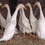 Thumbnail: Exhibition White Indian Runner  Straight run ducklings 