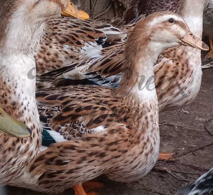 Thumbnail:   14  Silver Appleyard hatching eggs