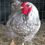 Thumbnail: 6+ Blue and  Silver Laced Wyandotte hatching eggs. 