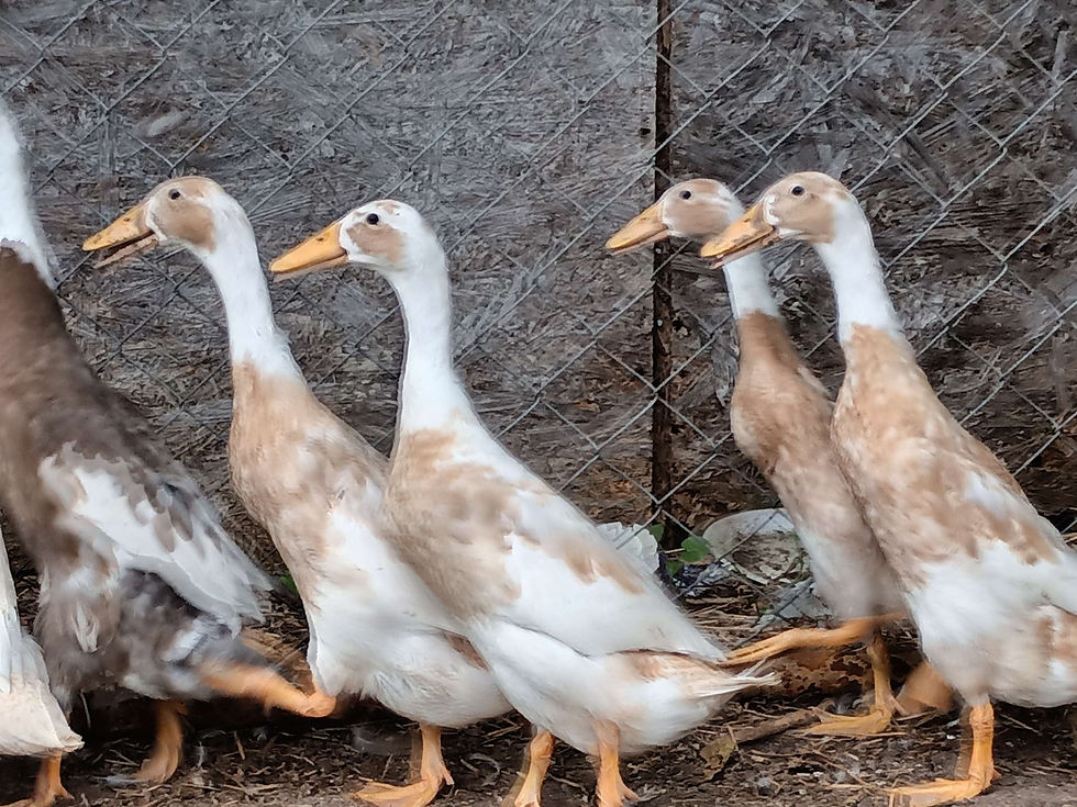 Thumbnail: Fawn and White Indian Runner Female duckling 