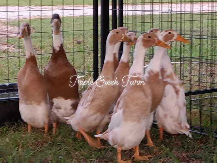 Thumbnail: Fawn and White Indian Runner Female duckling 