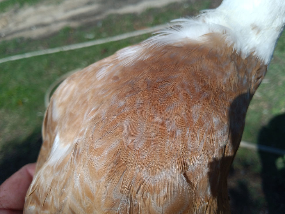 Thumbnail: 12+Assorted pied Indian Runner hatching eggs
