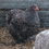 Thumbnail: Standard Barred and blue barred Cochin Hatching eggs 6+ eggs