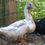 Thumbnail: Blue, Black Silver Swedish Female duckling 