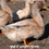 Thumbnail: 12+ Buff Orpington duck hatching eggs