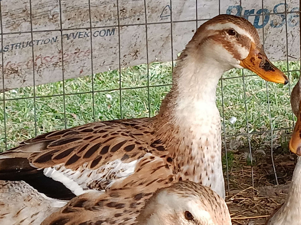 Thumbnail: Silver Appleyard Female duckling
