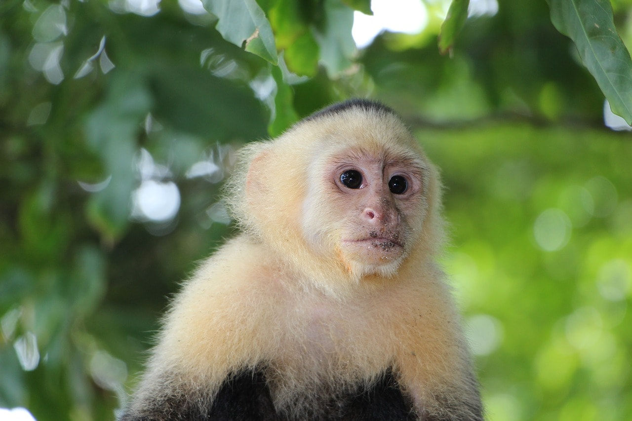 Female White face capuchin monkey