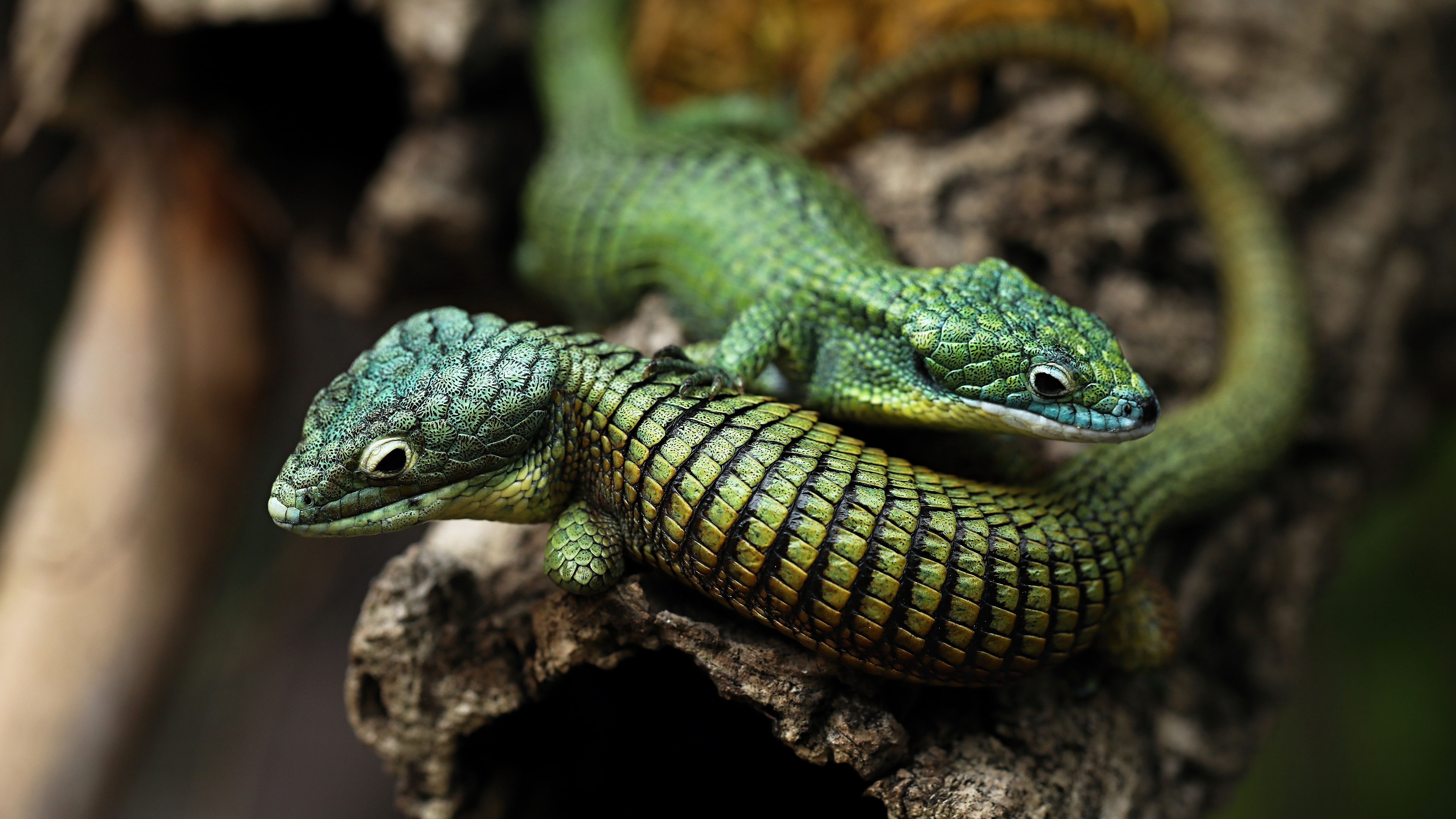 Abronia lizard