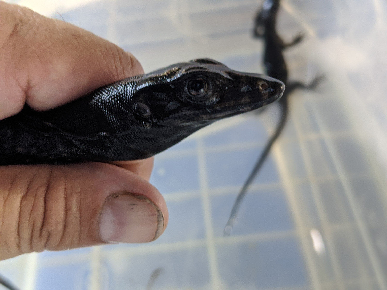 Black dragon for sale