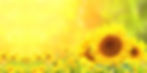 Sonnenblumen, sich in seiner Haut wohlfühlen