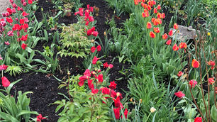 Down and Dirty: The truth about Tulips and Indiana’s Little Holland