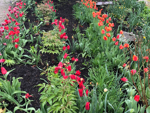 Down and Dirty: The truth about Tulips and Indiana’s Little Holland