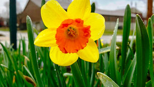 Spring Bloomers