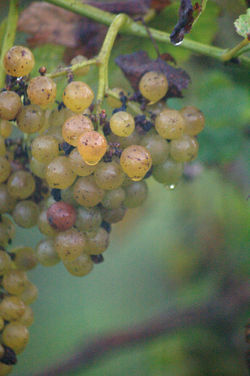 dew on grapes
