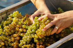 grapes