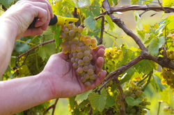 grapes