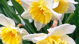 10 Easy to Grow Plants for Outdoors