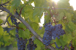 grapes
