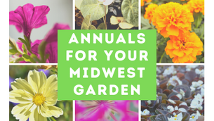 Annuals For Your Midwest Garden