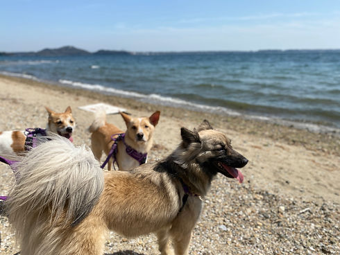 buddies_dog_beach.jpeg