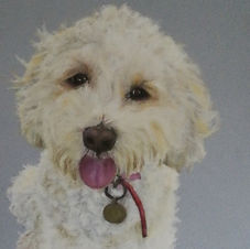 drawing of a dog