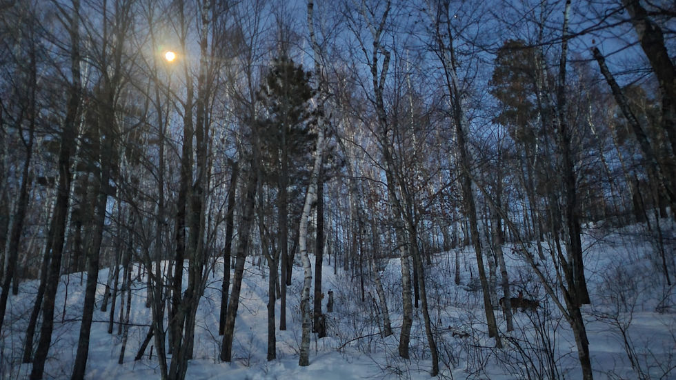 A moonlit night allowed me to see deer moving through the forest. Photo by Nora W.