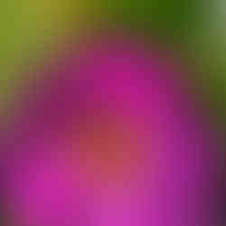 Dead bumble bee on a flower, belly up with legs curled.