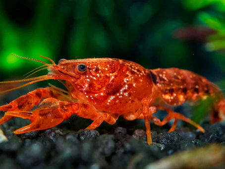 Dive Into the World of Freshwater Crayfish for Sale: A Comprehensive Guide