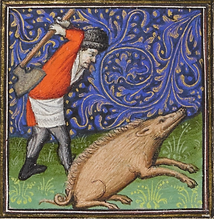 Peasant slaughtering a swine