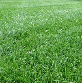 Home Guaranteedgreener