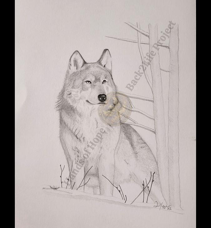 🎨 Quiet Strength 🎨

This pencil drawing by David Higgins captures the quiet presence and natural authority of a lone wolf. Rendered with subtle detail and restraint, the piece emphasizes awareness, patience, and inner strength—qualities often overlooked in louder expressions of power.

Created through Hands of Hope, this artwork reflects how creativity allows participants to slow down, focus, and express emotion through discipline and observation. For many, art becomes a way to reconnect with calm, purpose, and a sense of balance.

Quiet Strength reminds us that resilience doesn’t always roar—sometimes it simply stands, steady and watchful.

All rights remain with the artist. Images may not be reproduced, altered, or used commercially without consent. 

This artwork is shared solely to showcase the creative talents of Hands of Hope participants.

Artwork was untitled by the artist; title assigned by Hands of Hope for identification.