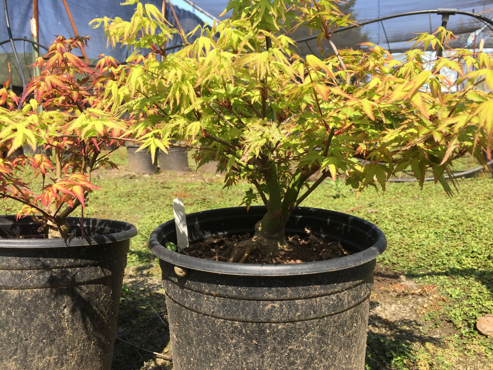 Quick Visit to Round Valley "Bonsai" Nursery