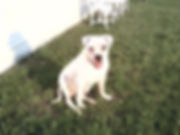 American Bulldog