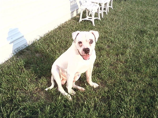 American Bulldog