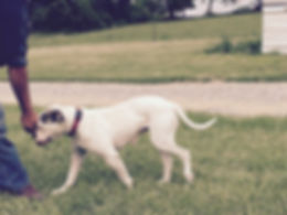American Bulldog