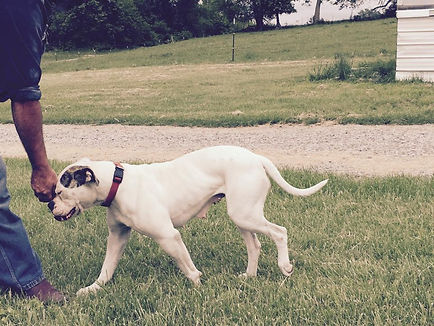 American Bulldog
