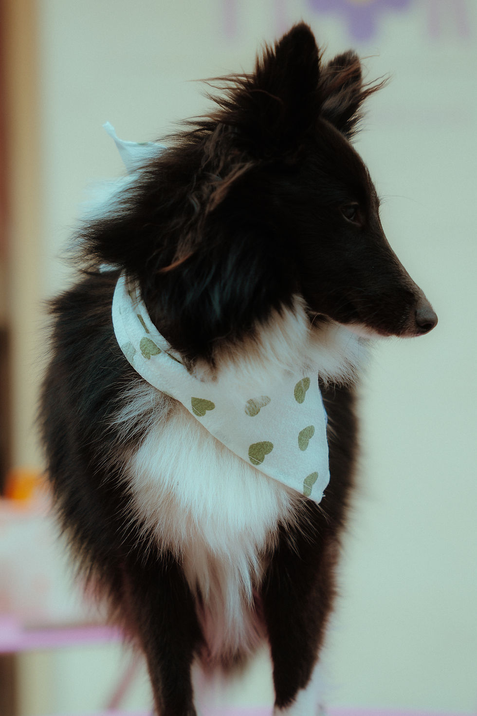 Miniature : Bandana 💚 Romy 🐶 